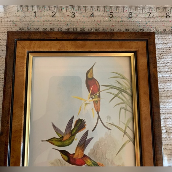 Framed Humming Bird Print Burns Boston Frame Burlwood 4 x 7 picture Heritage - Picture 6 of 9